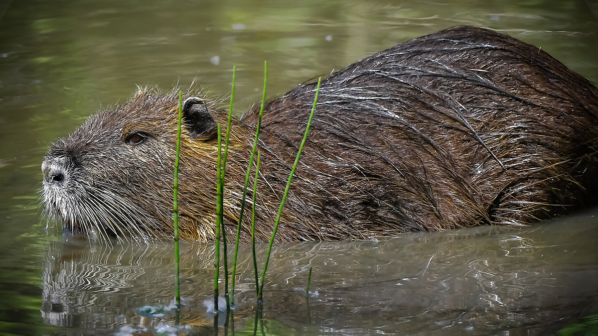 Ragondin (Myocastor coypus) : mammifère semi-aquatique fascinant